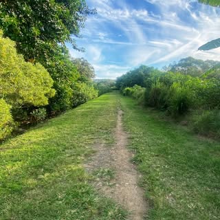 Chemin verdoyant en pleine nature